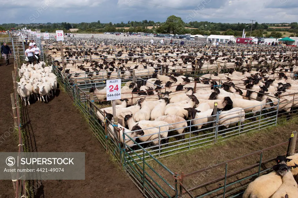 Sheep farming, breeding ewes herded through pens to auction ring at sale, Thame Sheep Fair, Oxfordshire, England, August