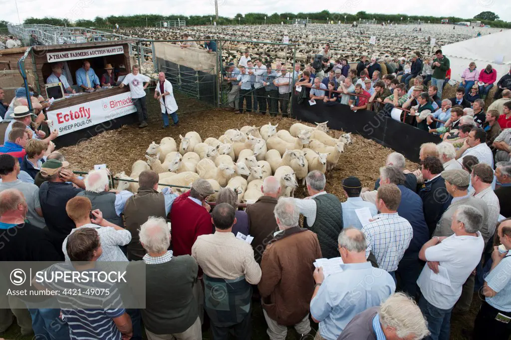 Sheep farming, breeding ewes in auction ring at sale, Thame Sheep Fair, Oxfordshire, England, August