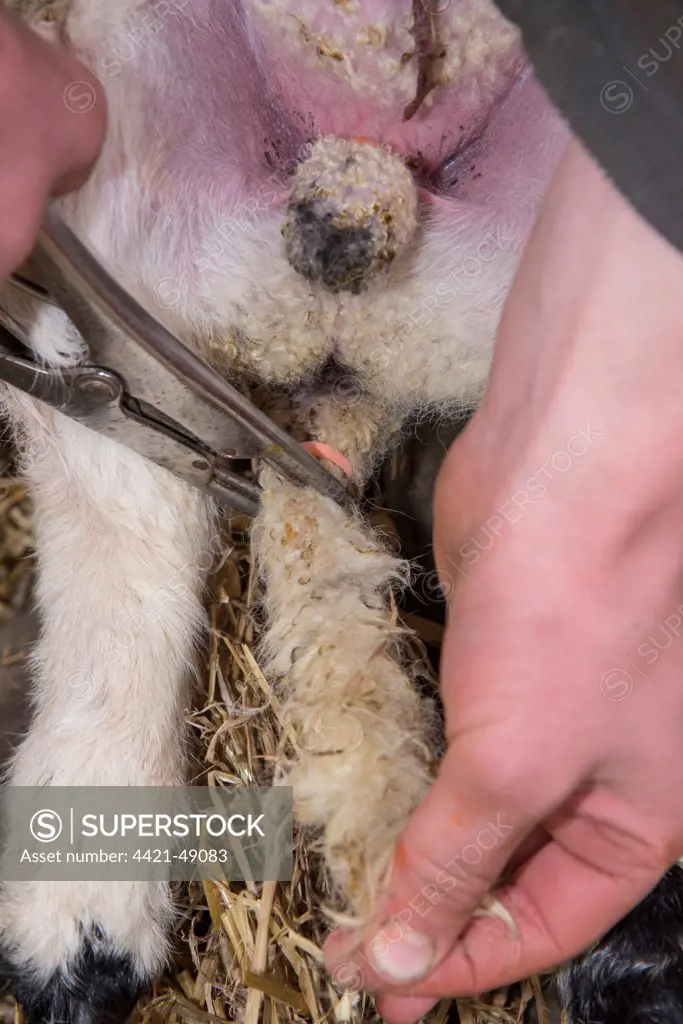 Sheep farming, putting rubber ring on tail of lamb in lambing shed, Lancashire, England, April