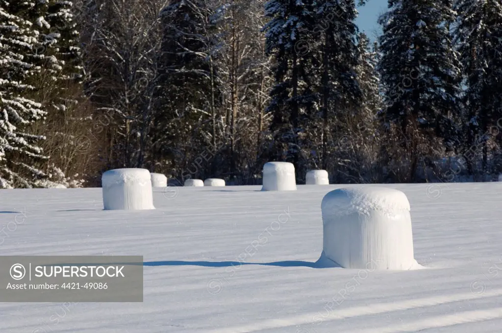 Round silage bales in field, covered in snow, Sweden, winter