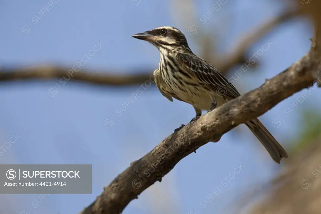 Streaked Flycatcher (Myiodynastes maculatus) adult, perched on branch, Pantanal, Mato Grosso, Brazil