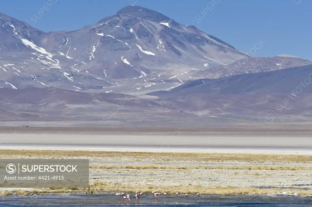 Puna Flamingo (Phoenicoparrus jamesi) and Chilean Flamingo (Phoenicopterus chilensis) mixed flock, in saltlake habitat at 3800m altitude, Laguna Santa Rosa, Parque Nacional Nevado Tres Cruces, Atacama Region, Chile