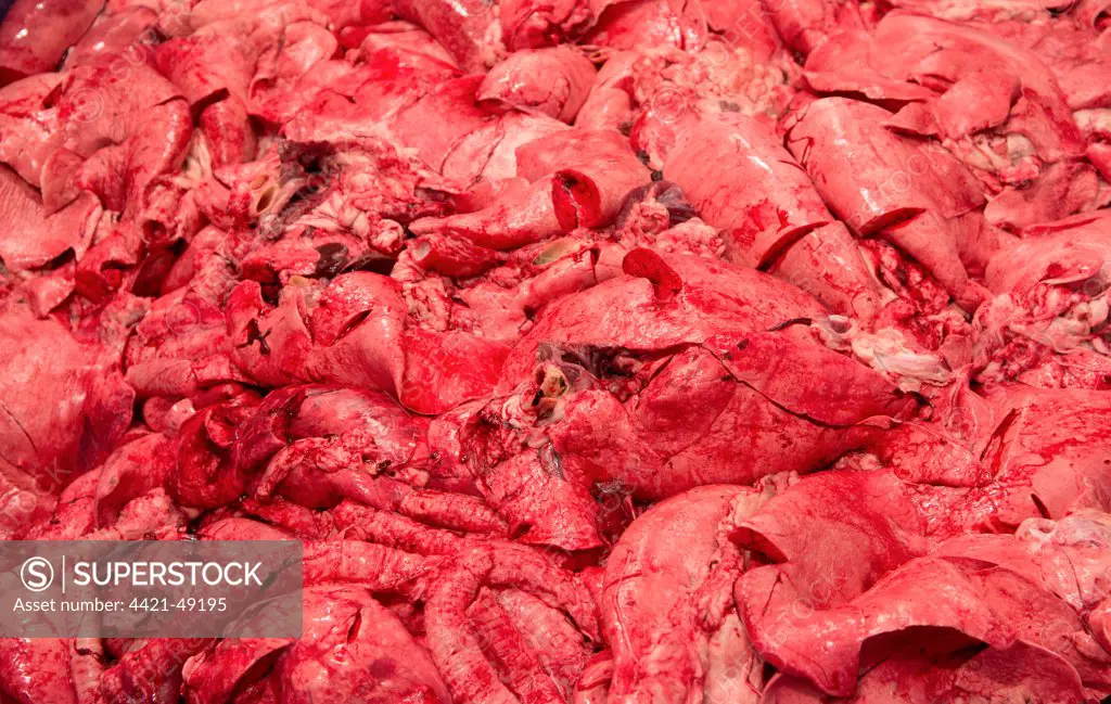 Pig offal in abattoir, Yorkshire, England, February