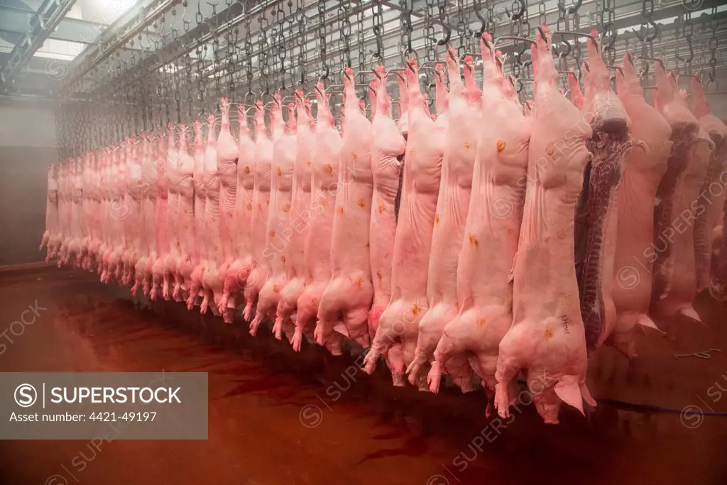 Pig carcases hanging in abattoir, Yorkshire, England, February