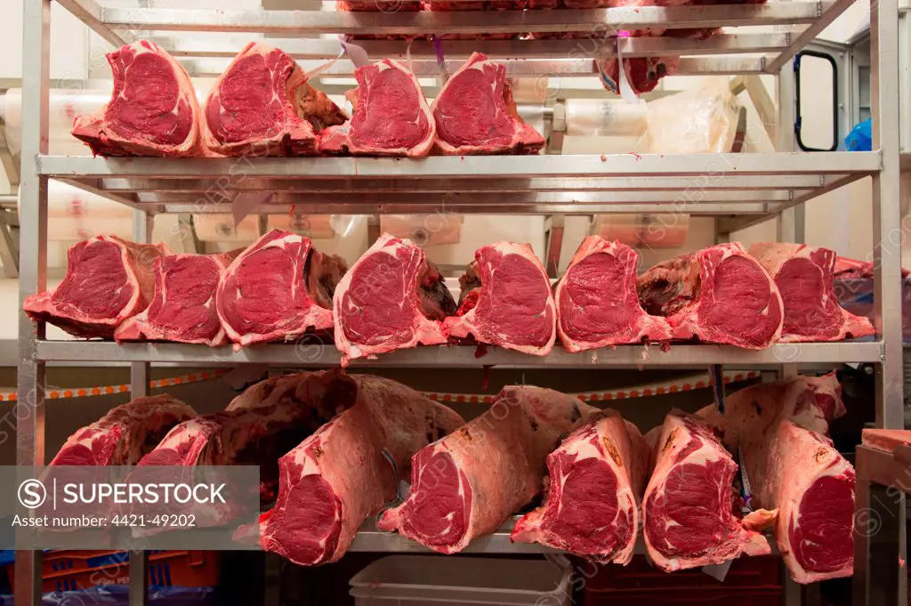 Sirloin joints of beef in abattoir, Yorkshire, England, February