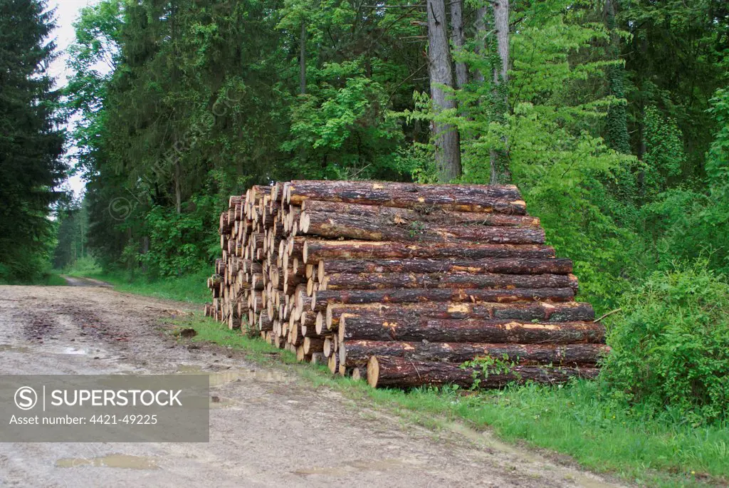 Log pile in woodland, disturbance to World War One battlefield caused by tree extraction, Verdun Battlefield, Verdun, Meuse Department, Lorraine, France, May