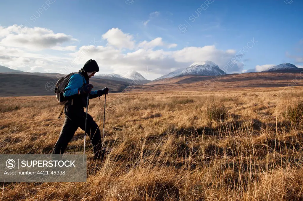 Walker following Evans Walk path on moorland, with snow covered Paps of Jura in background, Isle of Jura, Inner Hebrides, Scotland