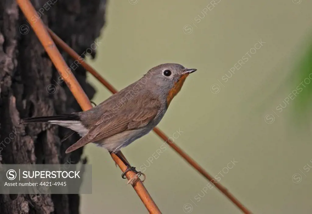 Taiga Flycatcher (Ficedula parva albicilla) adult male, perched on twig, Beijing, China, may