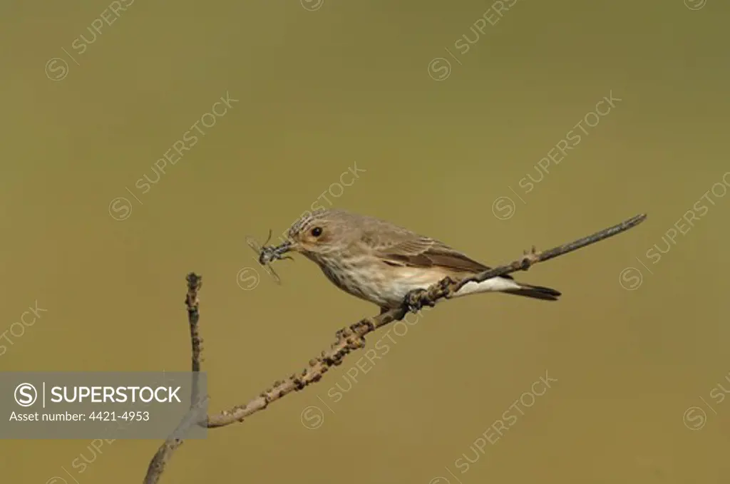 Spotted Flycatcher (Muscicapa striata) adult, with insect in beak, perched on twig, Lesvos, Greece, may