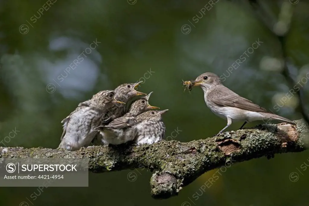 Spotted Flycatcher (Muscicapa striata) adult, with hoverfly in beak, feeding fledged chicks, perched on oak branch, England, june