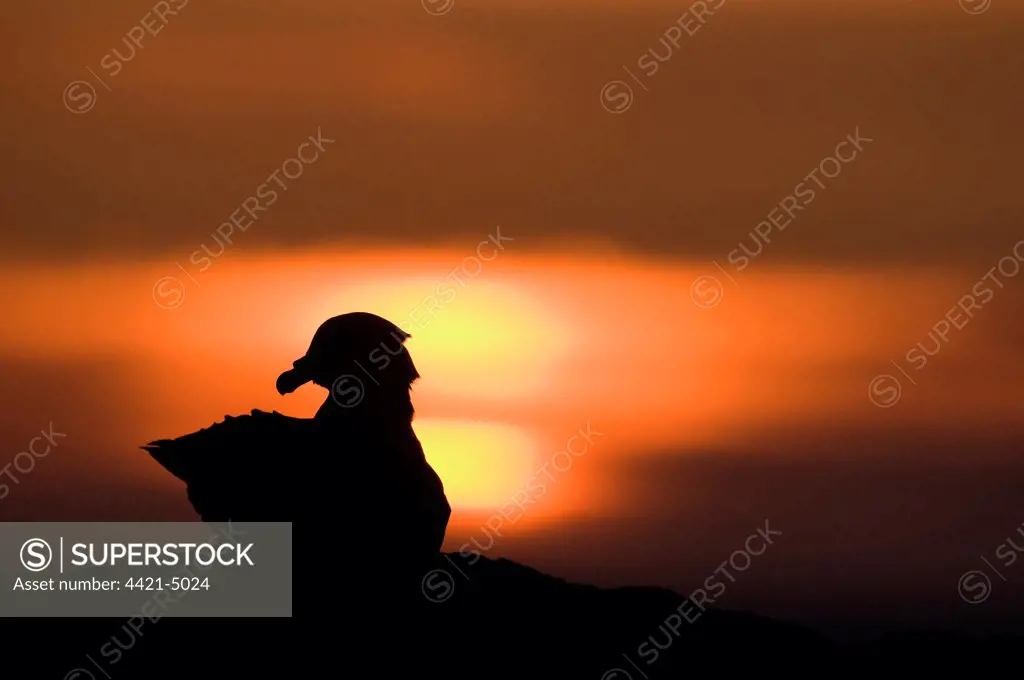 Northern Fulmar (Fulmaris glacialis) adult, resting, silhouetted at sunset, Monach Islands, Outer Hebrides, Scotland, may
