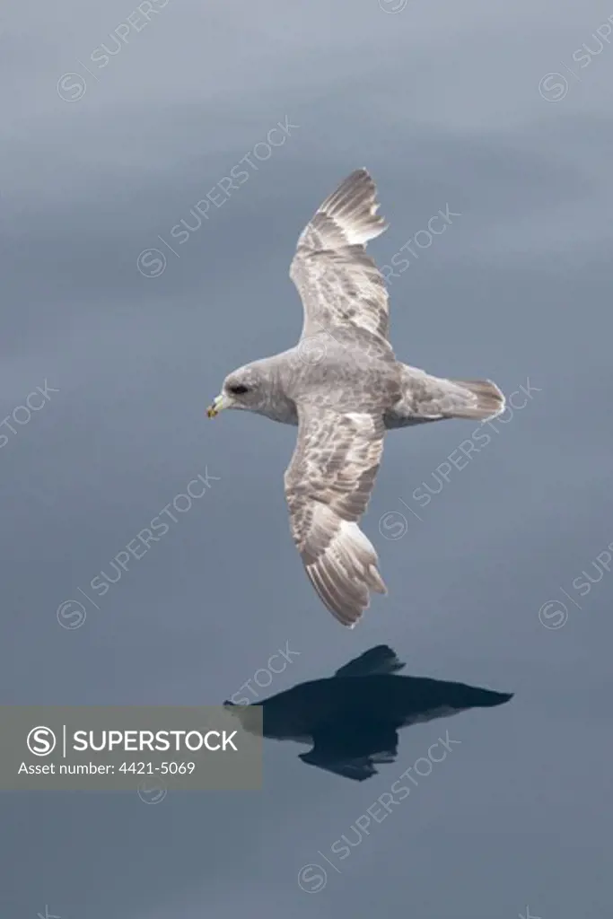 Northern Fulmar (Fulmarus glacialis rodgersii) intermediate morph, adult, in flight over sea, near Bering Island, Commander Islands, Bering Sea, Kamchatka Krai, Russian Far East, Russia, may