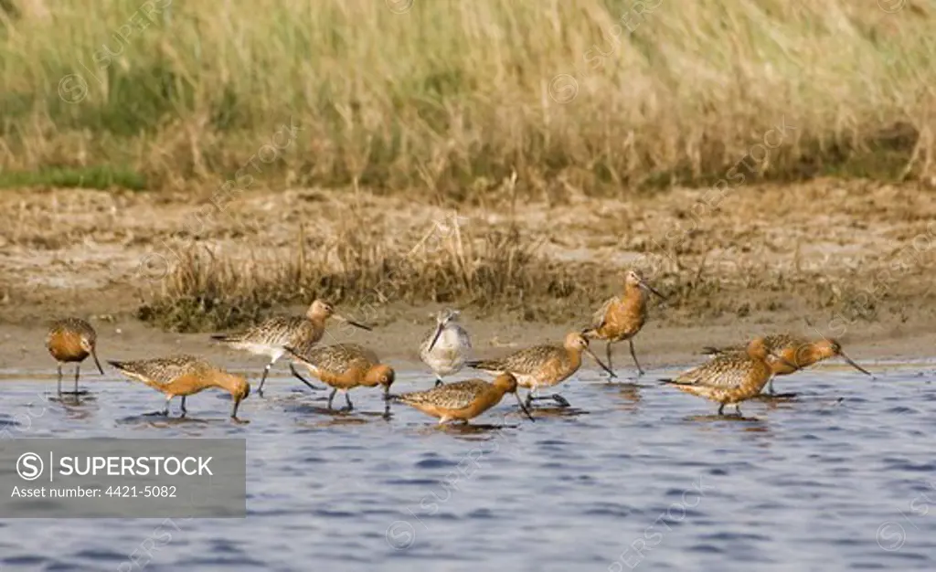 Bar-tailed Godwit (Limosa lapponica) adults, summer plumage, group foraging in water, Salthouse, Norfolk, England, april