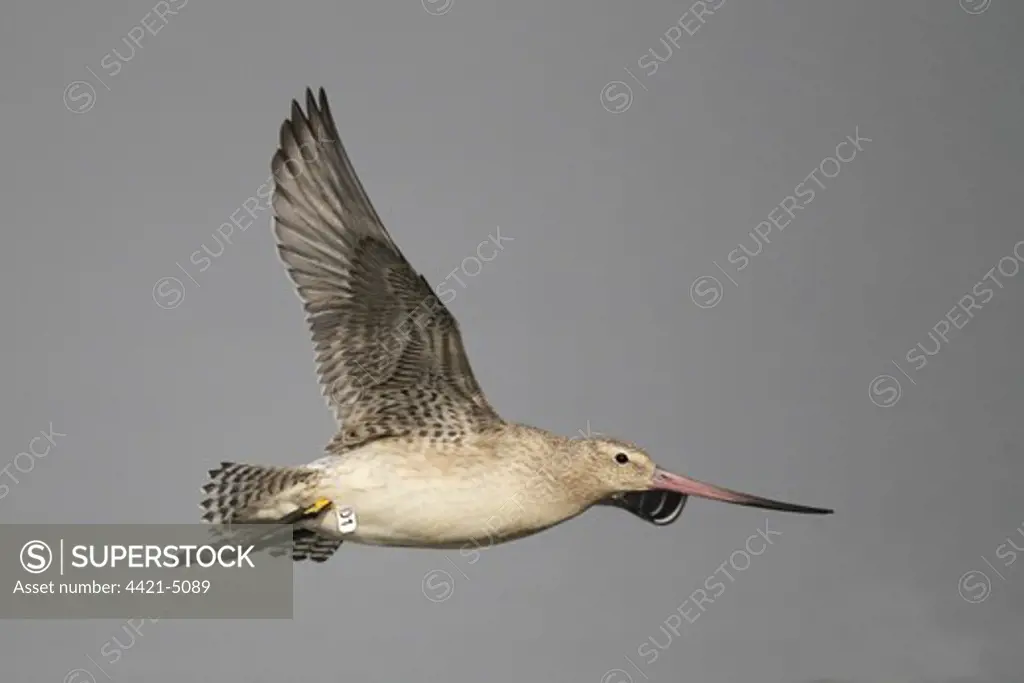 Bar-tailed Godwit (Limosa lapponica) adult, non-breeding plumage, in flight, with HK leg flags, Mai Po Nature Reserve, Hong Kong, China, september