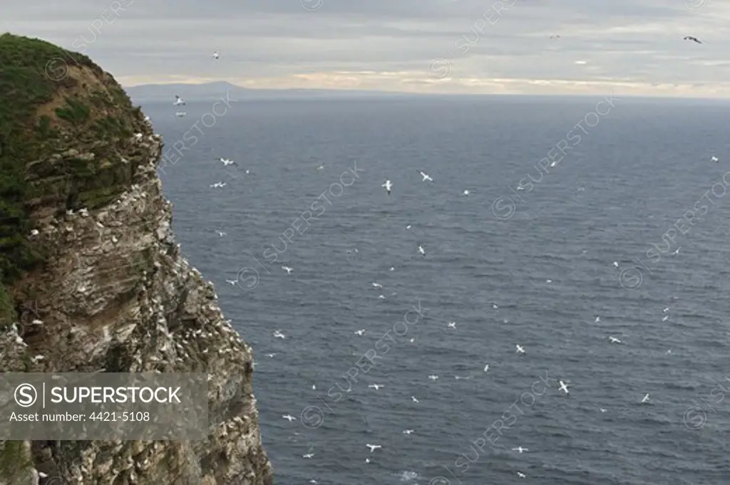 Northern Gannet (Morus bassanus) colony, nesting and in flight around cliffs, Troup Head, Moray Firth, Scotland