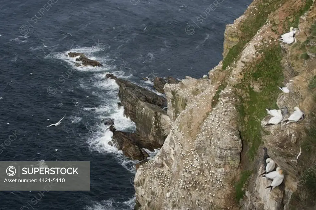 Northern Gannet (Morus bassanus) colony, nesting on cliffs, Troup Head, Moray Firth, Scotland