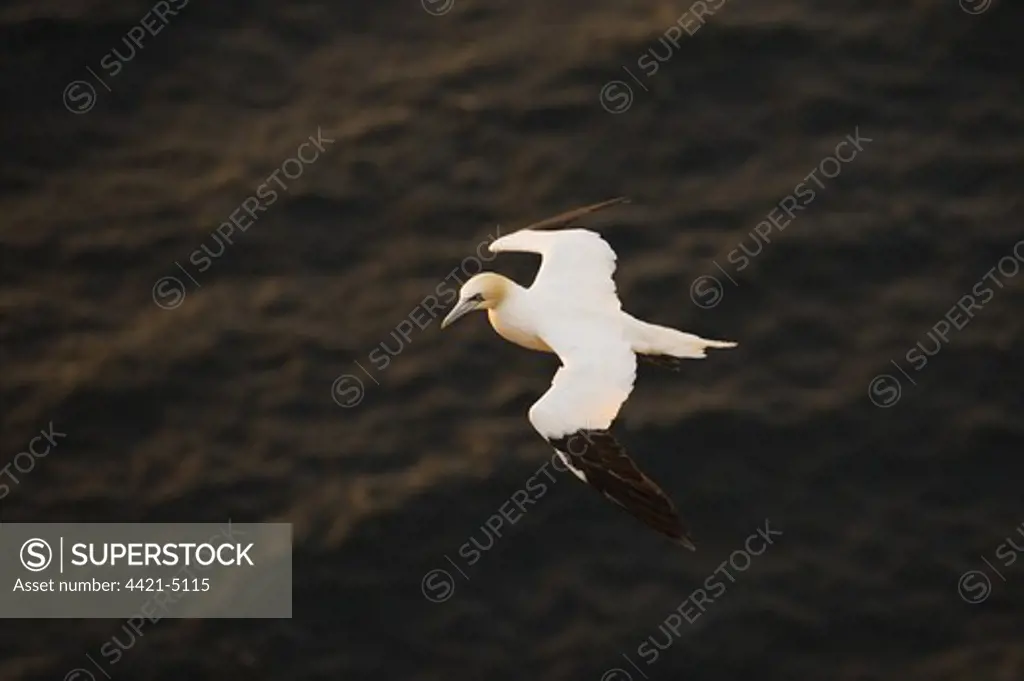 Northern Gannet (Morus bassanus) adult, in flight over sea at sunset, Troup Head, Moray Firth, Scotland