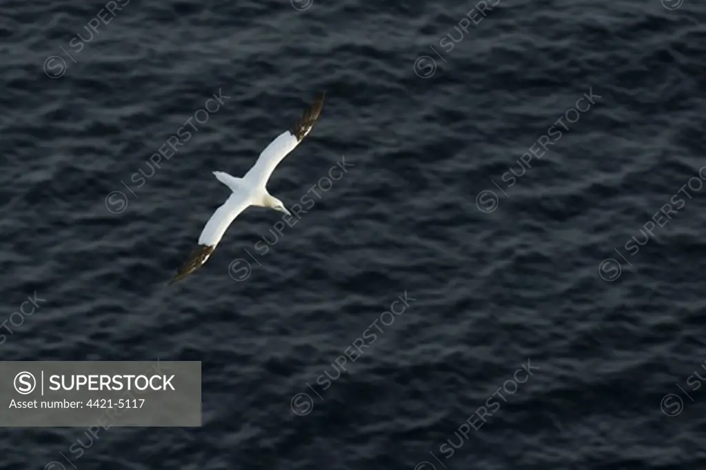 Northern Gannet (Morus bassanus) adult, in flight over sea, Troup Head, Moray Firth, Scotland