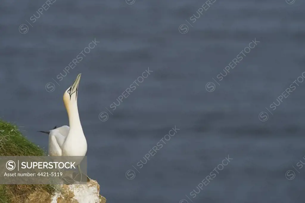Northern Gannet (Morus bassanus) adult, standing on cliff rock, Troup Head, Moray Firth, Scotland