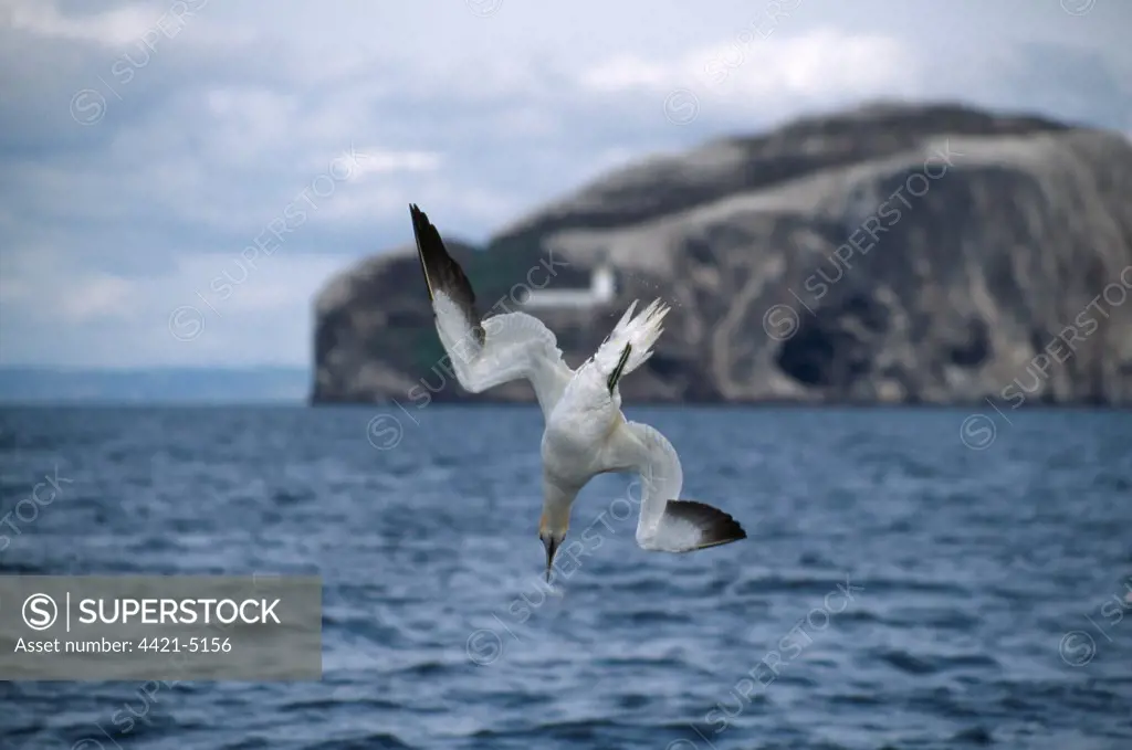 Northern Gannet (Morus bassanus) adult, in flight, diving for fish, North Sea