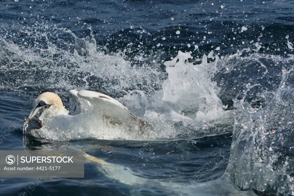 Northern Gannet (Morus bassanus) adult, emerging from water with Saithe (Pollachius virens) in beak, amongst other gannets diving into sea, Shetland Islands, Scotland, June