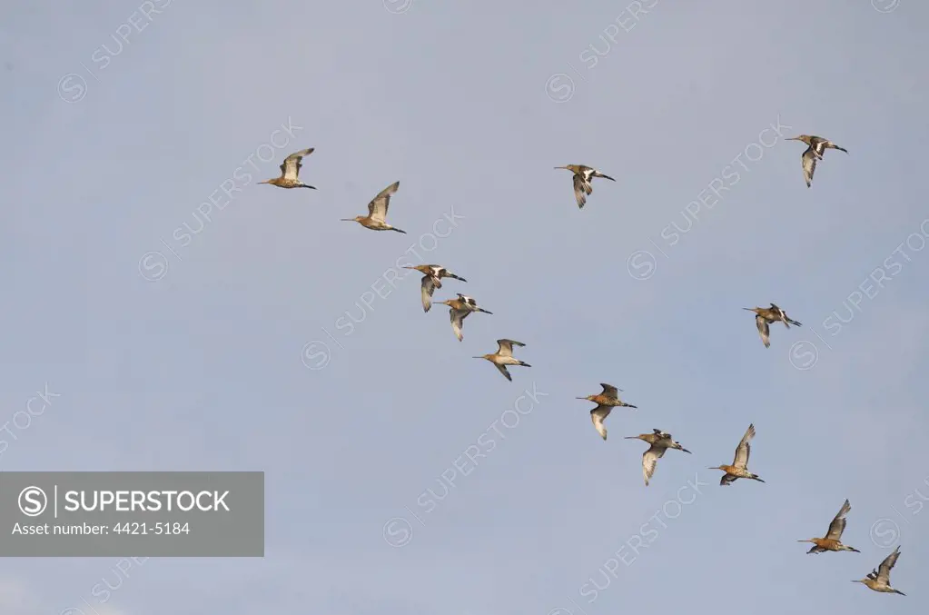 Black-tailed Godwit (Limosa limosa) flock, in flight, Norfolk, England
