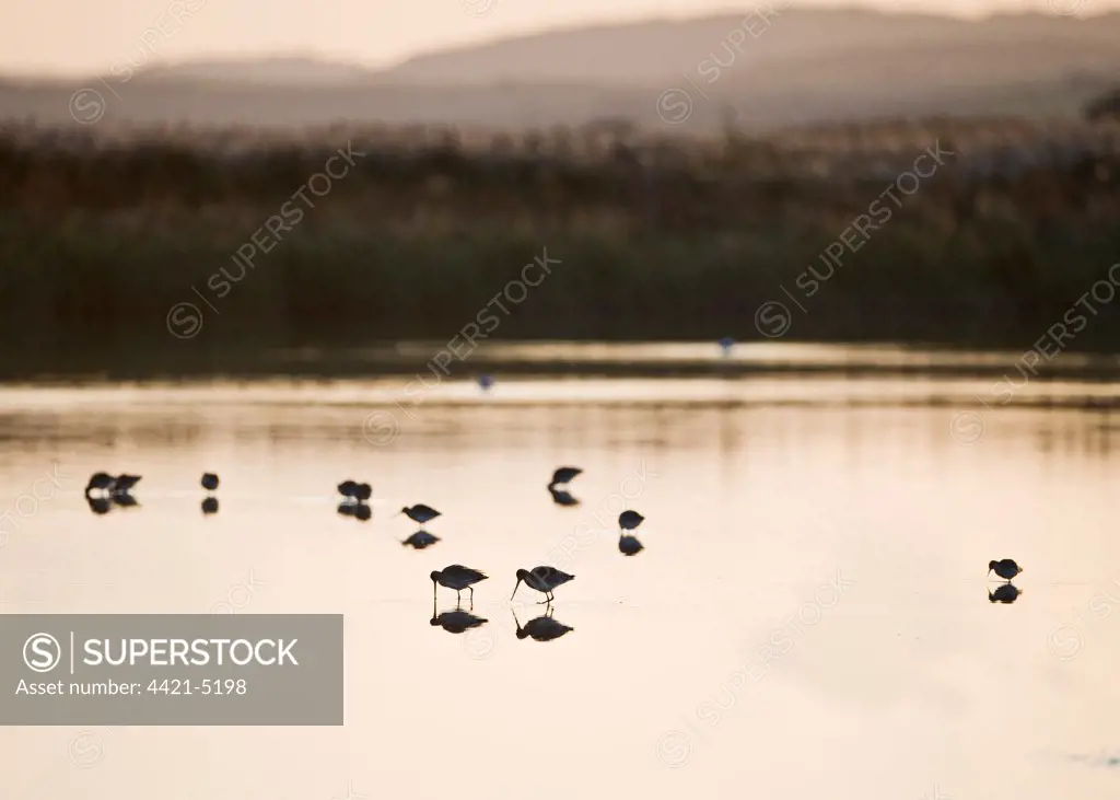 Black-tailed Godwit (Limosa limosa) adults, feeding in scrape habitat, silhouetted at sunset, Cley Marshes Reserve, Norfolk, England, november