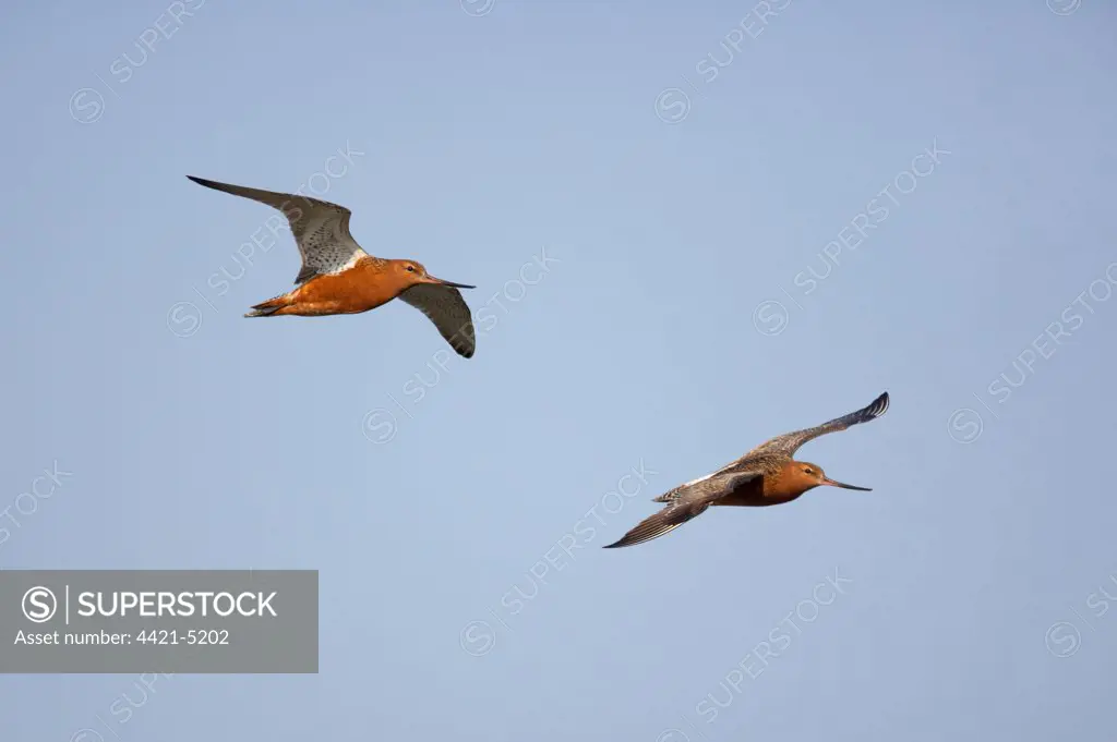 Black-tailed Godwit (Limosa limosa) two adults, summer plumage, in flight, Texel Island, Netherlands