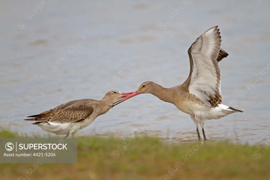 Black-tailed Godwit (Limosa limosa) two adults, winter plumage, fighting in water, Norfolk, England, october