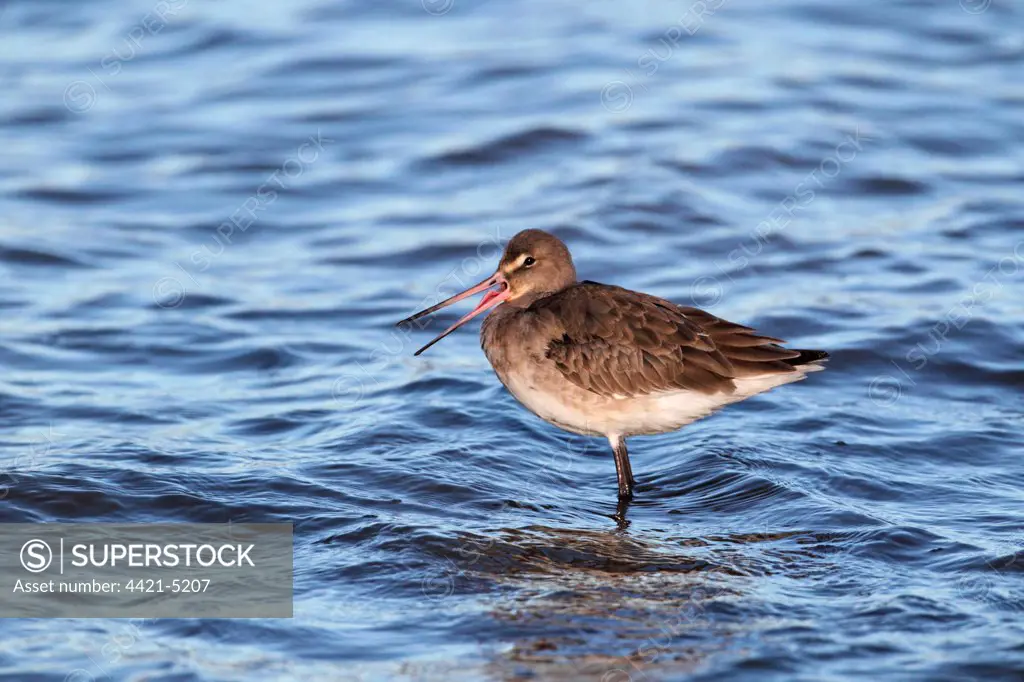 Black-tailed Godwit (Limosa limosa) adult, winter plumage, with beak open after digesting food, standing in shallow water at high tide, River Stour, Suffolk, England, december