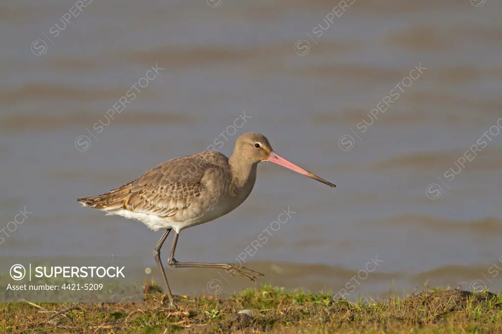 Black-tailed Godwit (Limosa limosa) adult, winter plumage, foraging at edge of water, Norfolk, England, january