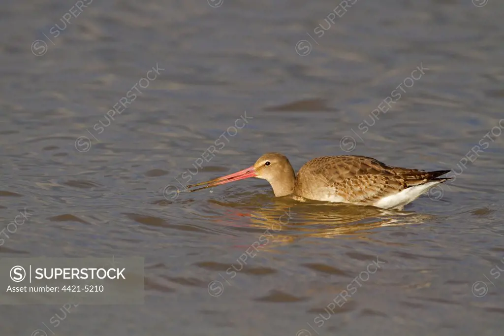 Black-tailed Godwit (Limosa limosa) adult, winter plumage, feeding in water, Norfolk, England, january