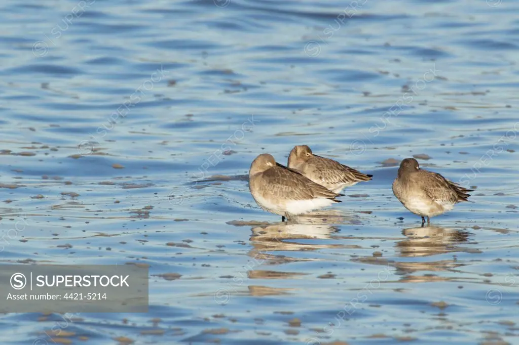 Black-tailed Godwit (Limosa limosa) three adults, winter plumage, roosting in water at high tide, River Stour, Essex, England, january