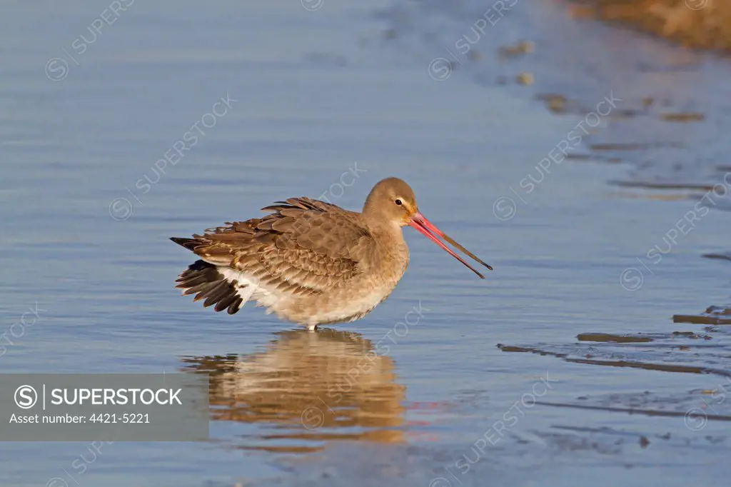 Black-tailed Godwit (Limosa limosa) adult, winter plumage, in aggressive posture, standing in shallow water at edge of ice, Norfolk, England, february