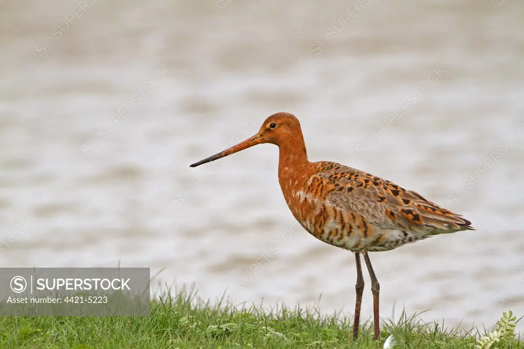 Black-tailed Godwit (Limosa limosa) adult, summer plumage, foraging at edge of water, Cley Marshes Reserve, Cley-next-the-Sea, Norfolk, England, may
