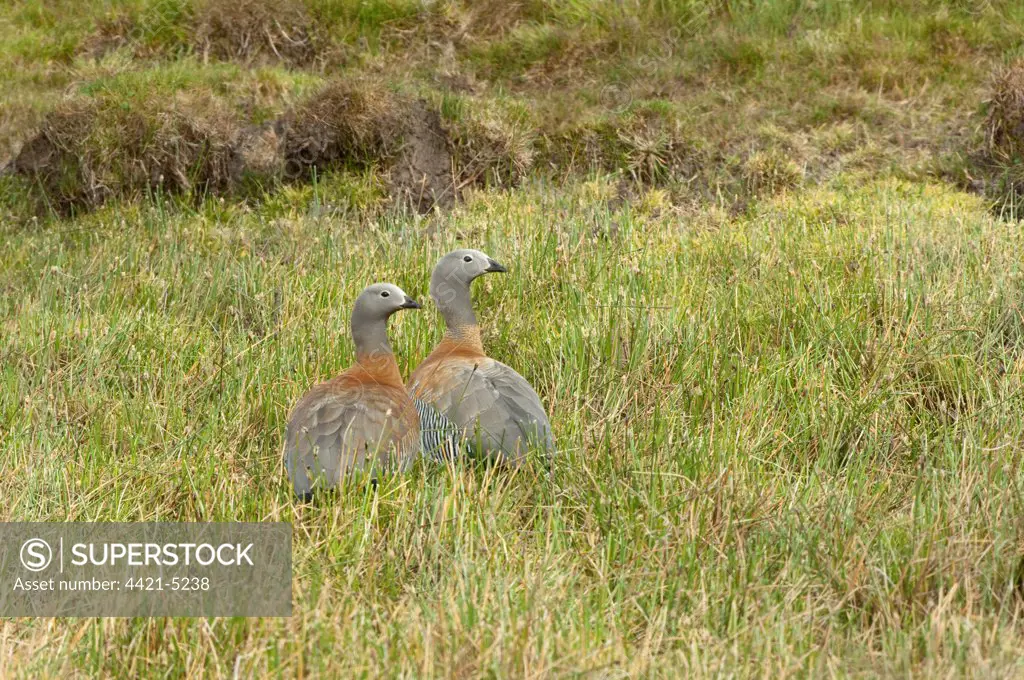Ashy-headed Goose (Chloephaga poliocephala) adult pair, standing together in wetland, Torres del Paine N.P., Southern Patagonia, Chile
