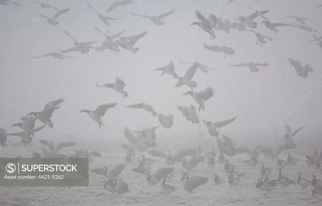 Barnacle Goose (Branta leucopsis) flock, in flight, landing on coastal farmland in dense fog, Dumfries and Galloway, Scotland, january