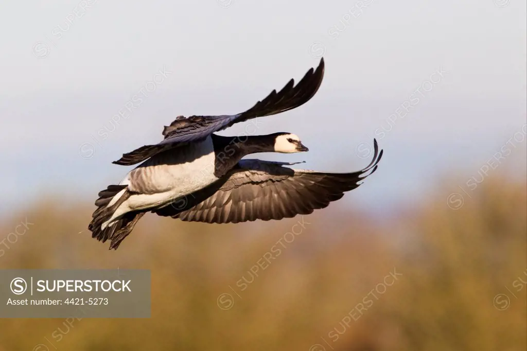 Barnacle Goose (Branta leucopsis) adult, in flight, landing, Caerlaverock, Dumfries, Scotland, november