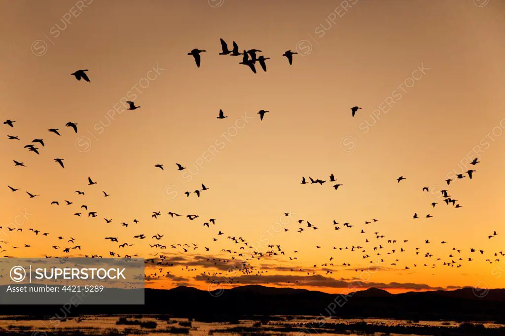 Barnacle Goose (Branta leucopsis) flock, in flight, silhouetted at sunrise, Loch Gruinart RSPB Reserve, Islay, Inner Hebrides, Scotland, november