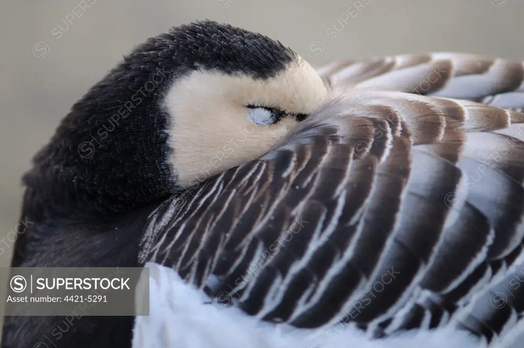 Barnacle Goose (Branta leucopsis) adult, close-up of head, sleeping with beak tucked under wing, january (captive)
