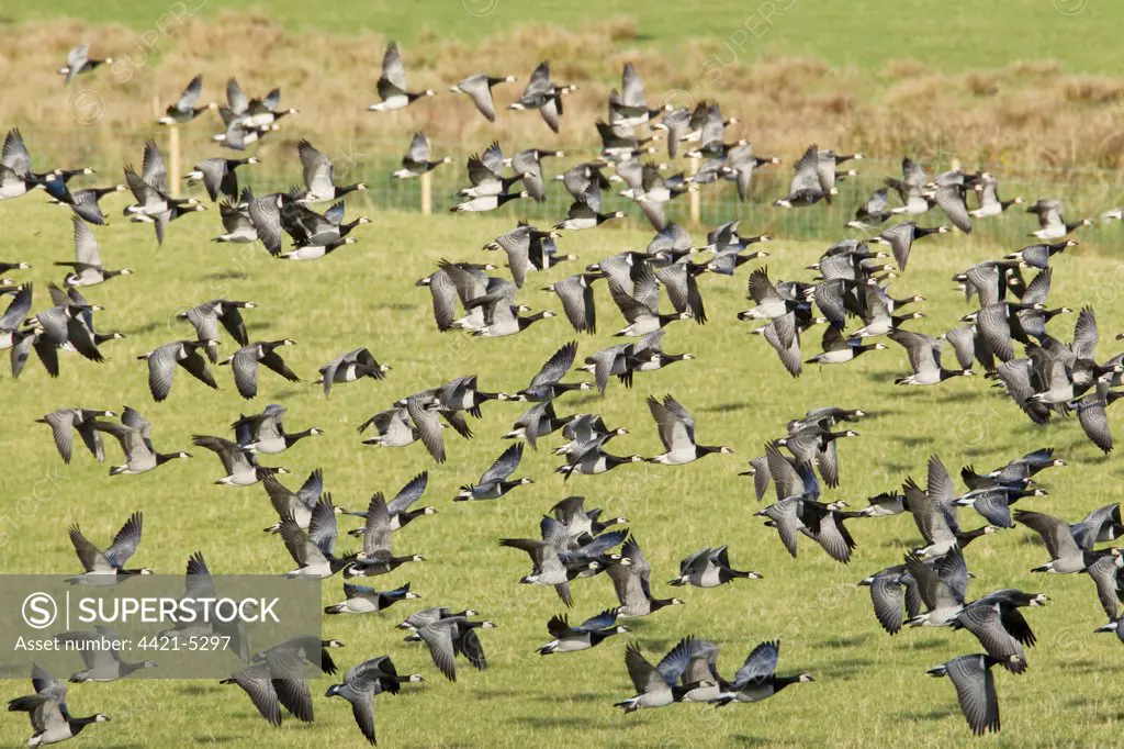 Barnacle Goose (Branta leucopsis) flock, in flight, taking off from field, Islay, Inner Hebrides, Scotland, november
