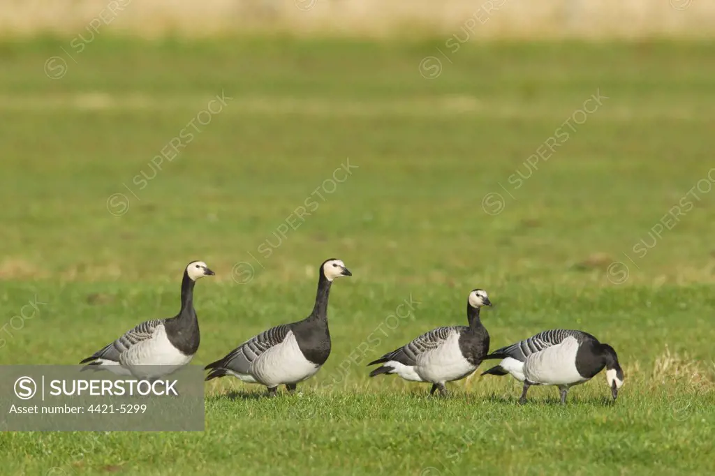 Barnacle Goose (Branta leucopsis) four adults, walking on grass, Islay, Inner Hebrides, Scotland, november