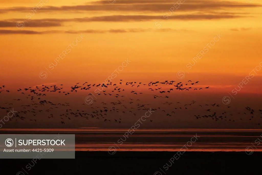 Barnacle Goose (Branta leucopsis) flock, in flight over estuary habitat, silhouetted at sunrise, Solway Firth, Dumfries and Galloway, Scotland, january