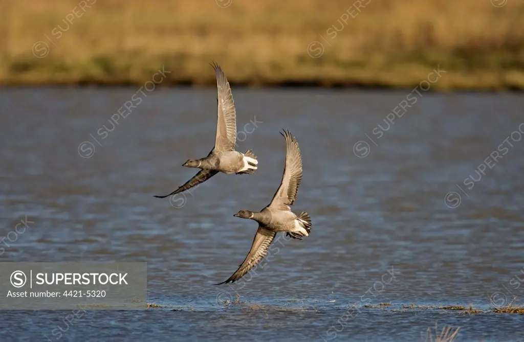 Brent Goose (Branta bernicla) two adults, in flight over water, Norfolk, England, winter