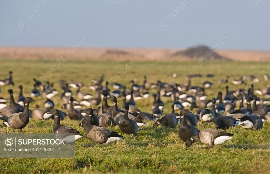 Brent Goose (Branta bernicla) flock, grazing in field, Salthouse, Norfolk, England, winter