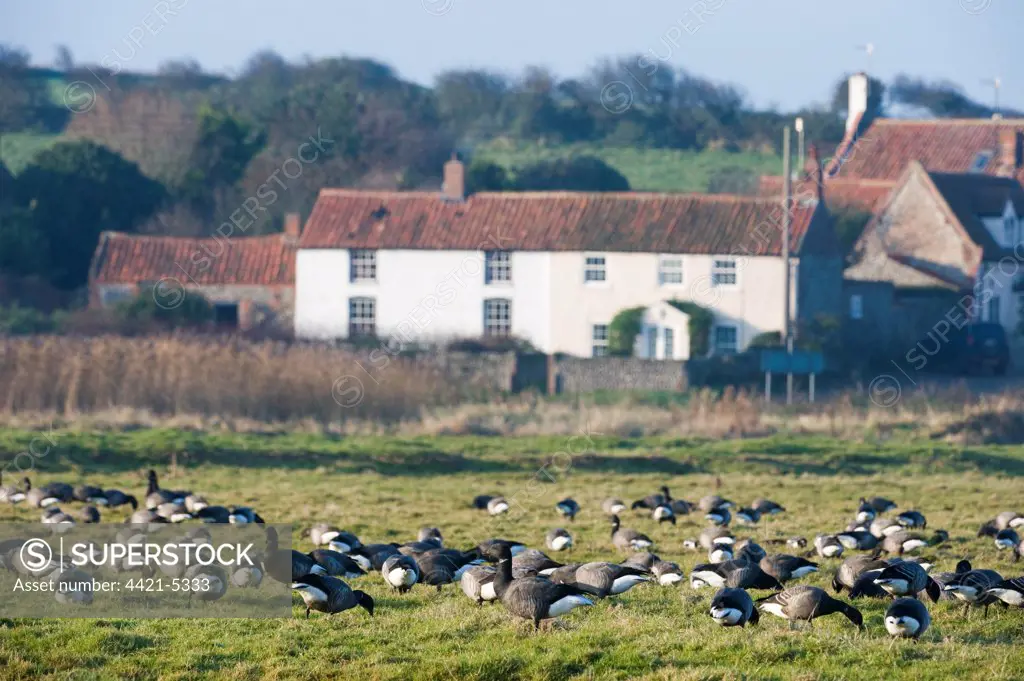 Brent Goose (Branta bernicla) flock, grazing in field, with village houses in background, Salthouse, Norfolk, England, winter