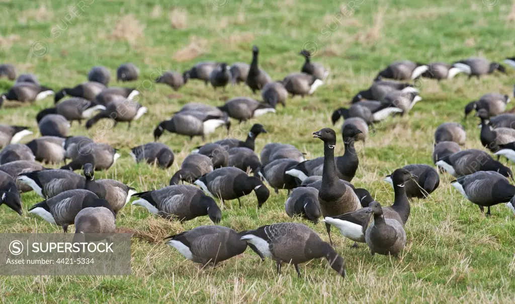 Brent Goose (Branta bernicla) flock, grazing in field, Cley, Norfolk, England, winter