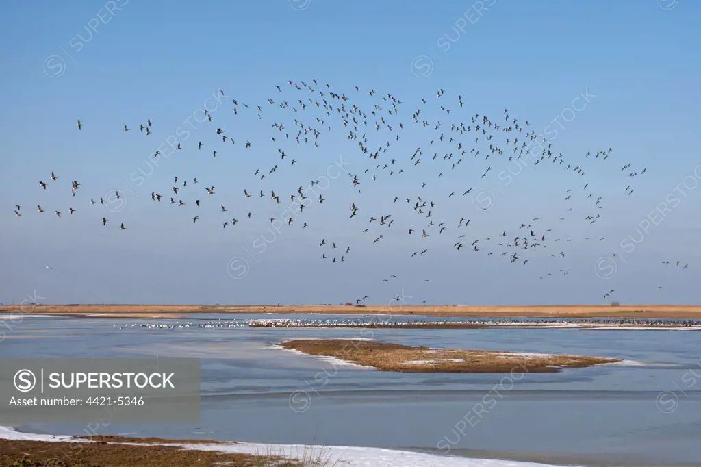 Brent Goose (Branta bernicla) flock, in flight over frozen coastal wetland habitat, Cley Marshes Reserve, Cley-next-the-sea, Norfolk, England, february