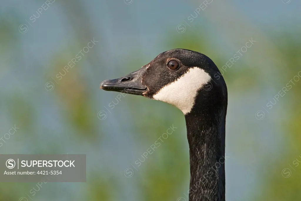 Canada Goose (Branta canadensis) introduced species, adult, close-up of head, Warwickshire, England, summer