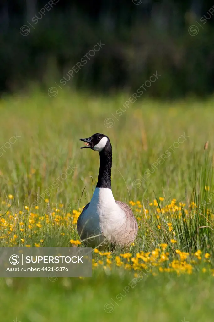 Canada Goose (Branta canadensis) introduced species, adult, calling, standing amongst Marsh Marigold (Caltha palustris), Suffolk, England, may